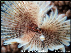 Indian Tubeworm by Laura Dinraths 